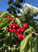 “因为本发卖季的春节